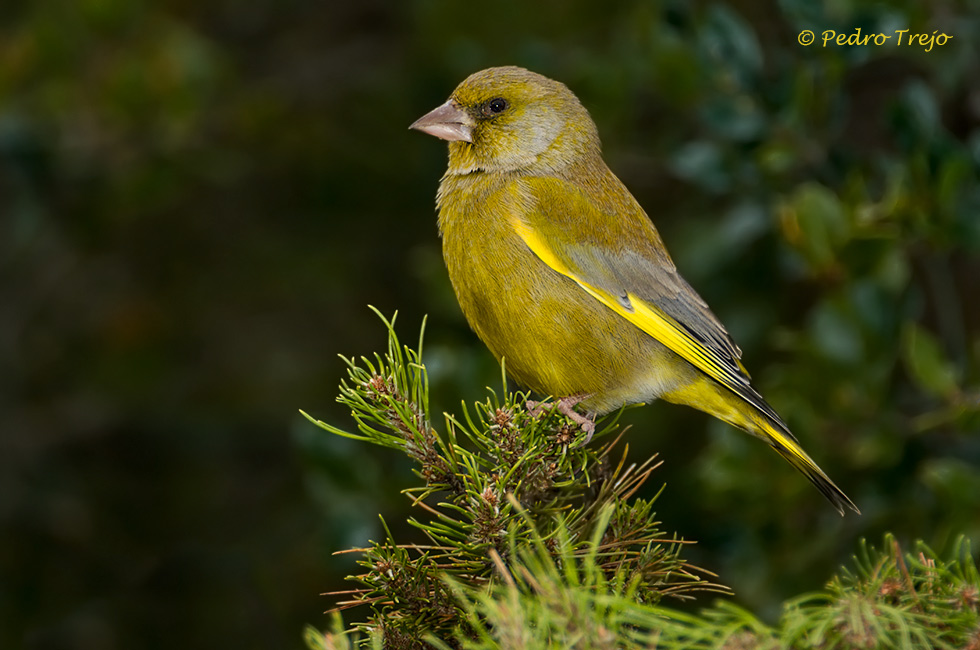 Verderon (Carduelis chloris)